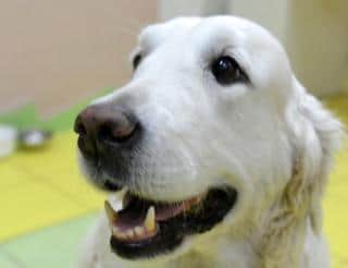 Щедрость собачьего сердца: в Новосибирске собаки помогают онкобольным детям