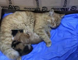 Бездомная кошка из Измира принесла котят в больницу в поисках помощи