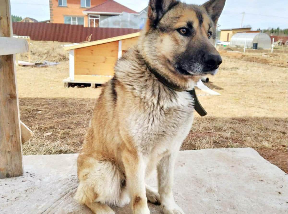 Пёс Гектор из Кировской области спас мужчину, девочку и кота