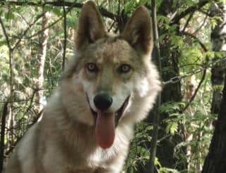 В Челябинской области лесники спасли двухнедельного волчонка