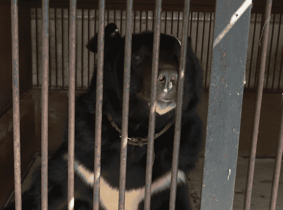 Семья пенсионеров-дрессировщиков строит дом для бывших цирковых медведей и енота