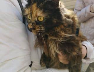 Кошка Мика две недели выживала в разрушенном самолётом доме в Ейске