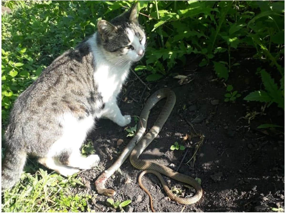 Бесстрашный кот Мурзик спас семью от ядовитой гадюки