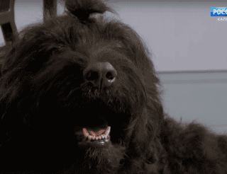 Собака-донор Челси спасла больше десяти собачьих жизней