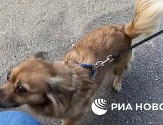 Собака Роза спасла при обстреле жительницу Северодонецка 