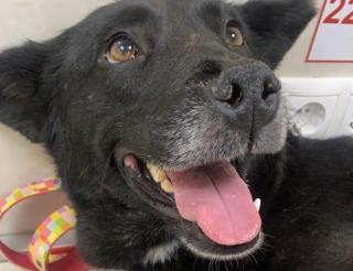 В Краснодаре бездомная собака Черника спасла мальчика, упавшего в обморок