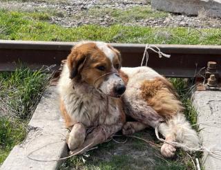 In Uzbekistan, volunteers rescued a beaten dog tied to rails
