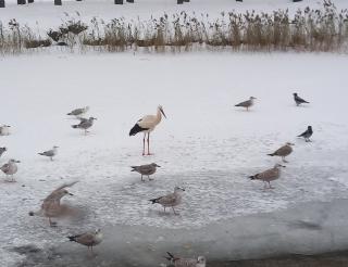 Prisoner of the Snow Queen: a resident of Pskov did not let the stork Kai freeze and helped to save him