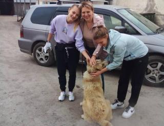 В Киргизии истощенный алабай с папилломами в пасти выжил благодаря Ларисе Слободской, которая поселила собаку в своём багажнике и сама лечила