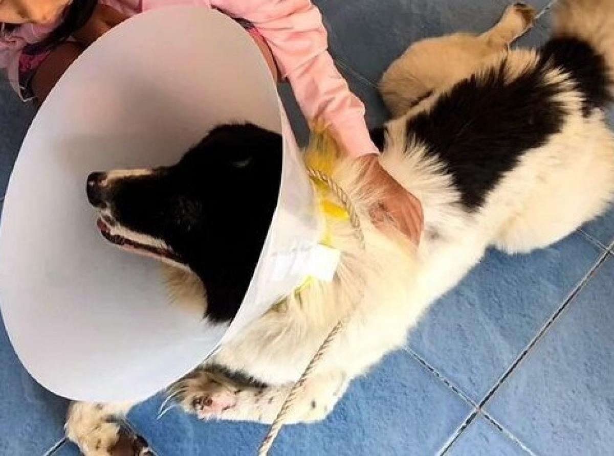 Трехлапый пес спас хозяина от смертельно опасной змеи