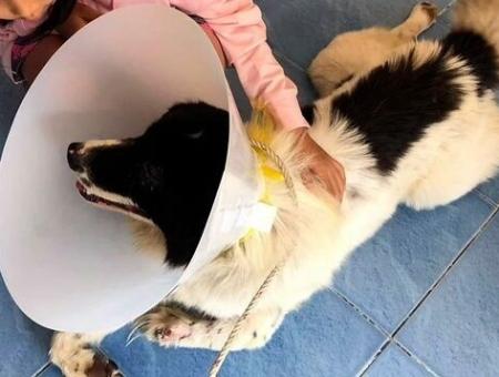 Трехлапый пес спас хозяина от смертельно опасной змеи