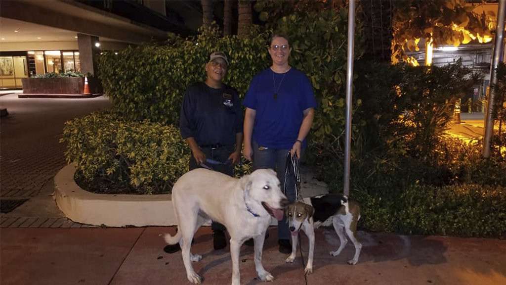 Собаки помогли пострадавшим от обрушения многоэтажки в Майами