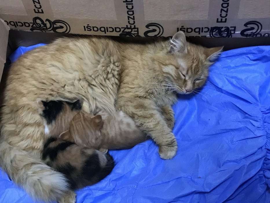 Кошка из Турции принесла котят в больницу в поисках помощи