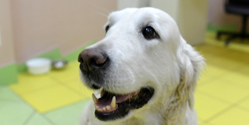 3 место - В Новосибирске собаки помогают онкобольным детям