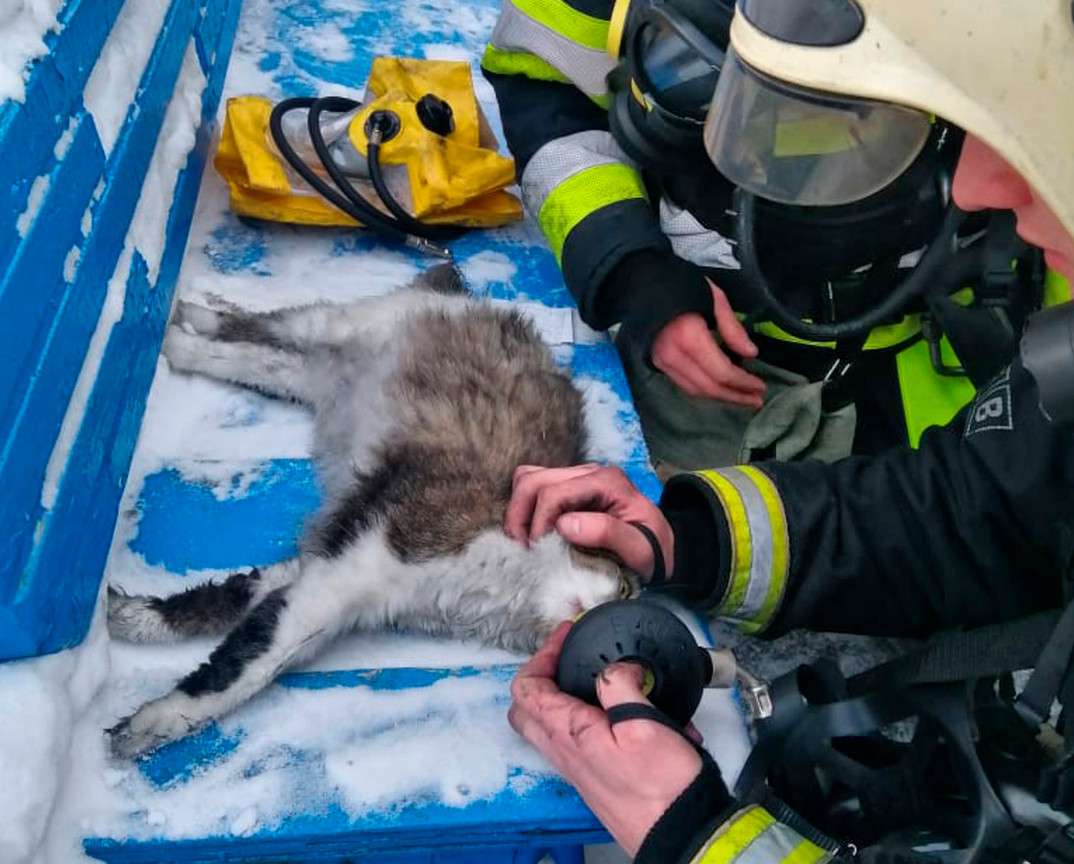 Спасатели из Кемерова реанимировали кошку после пожара