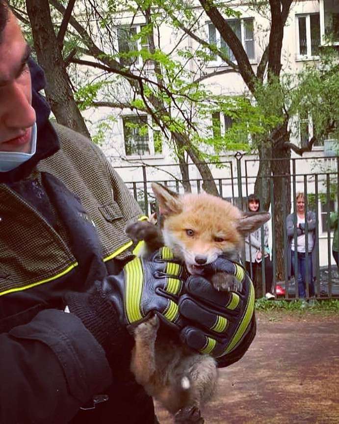 Спасатели Москвы за год помогли 500 животным и птицам