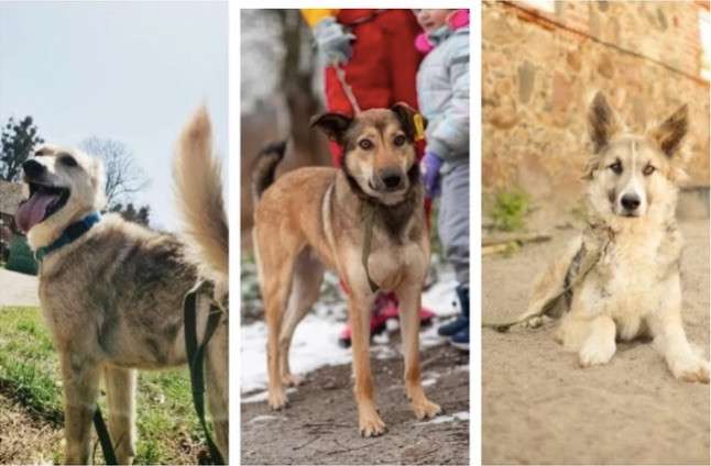 3 место - Больше 1500 кошек и собак нашли дом благодаря реабилитационному центру «Славянское» из Калининградской области