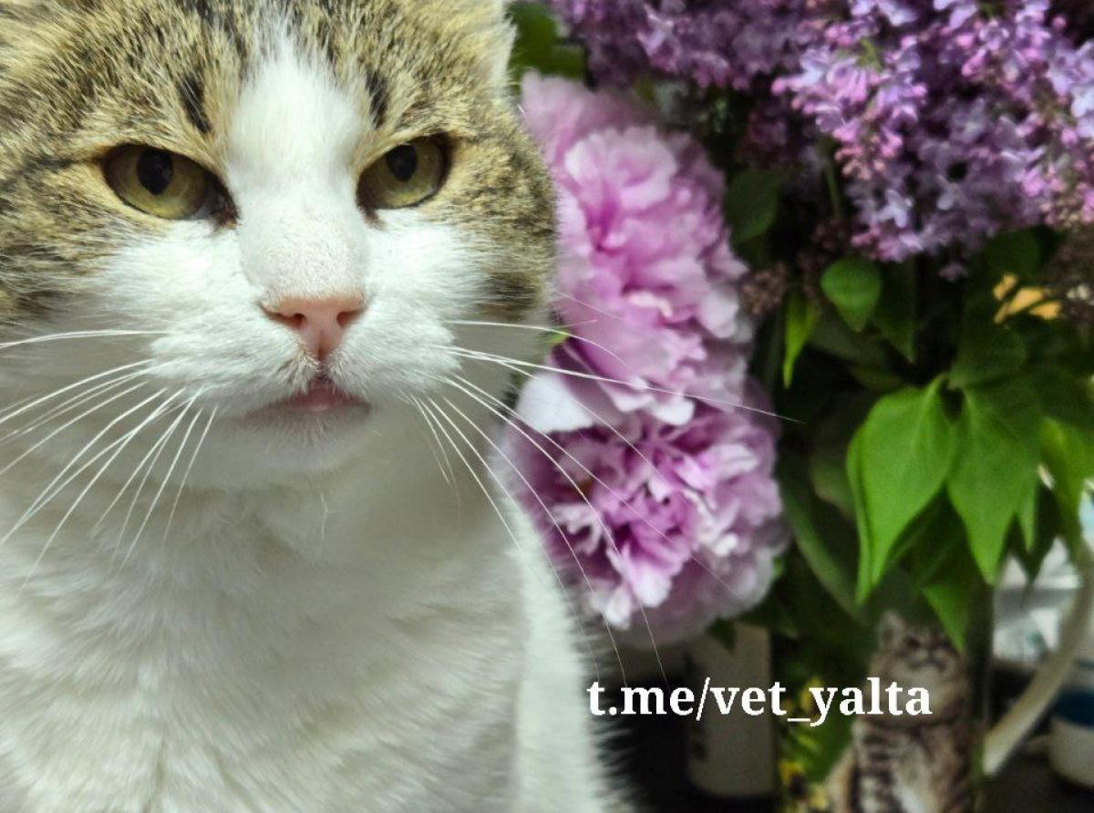 01. Musya the Cat (Crimea)