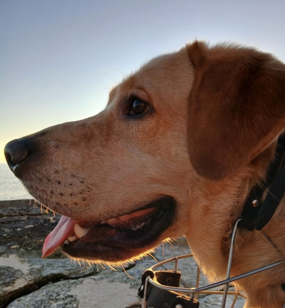 10. Lord the Labrador (Kazakhstan)