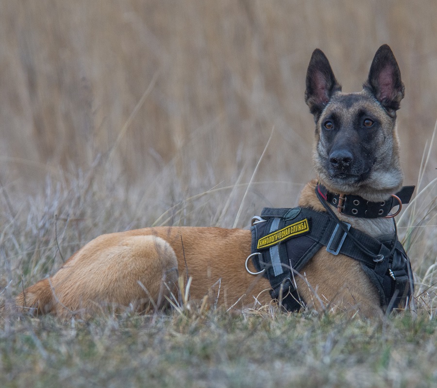 12. Kali the Belgian Shepherd dog (Kaliningrad)