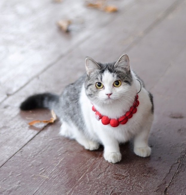 13. Efrosinya the Cat (Ryazan)