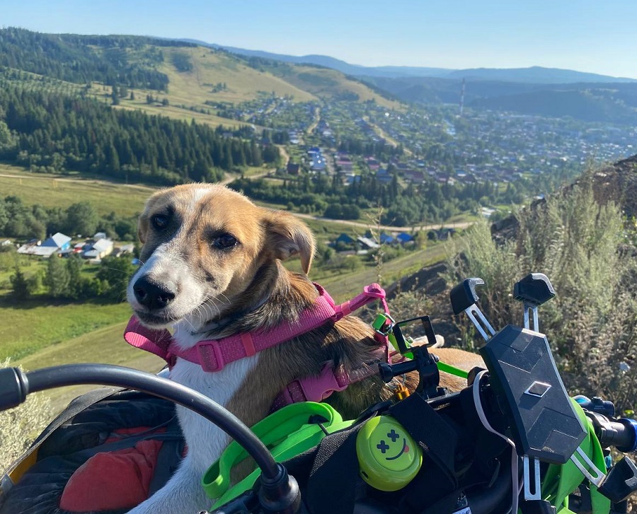 14. Kolbaska (Sausage) the Mongrel (Irkutsk)