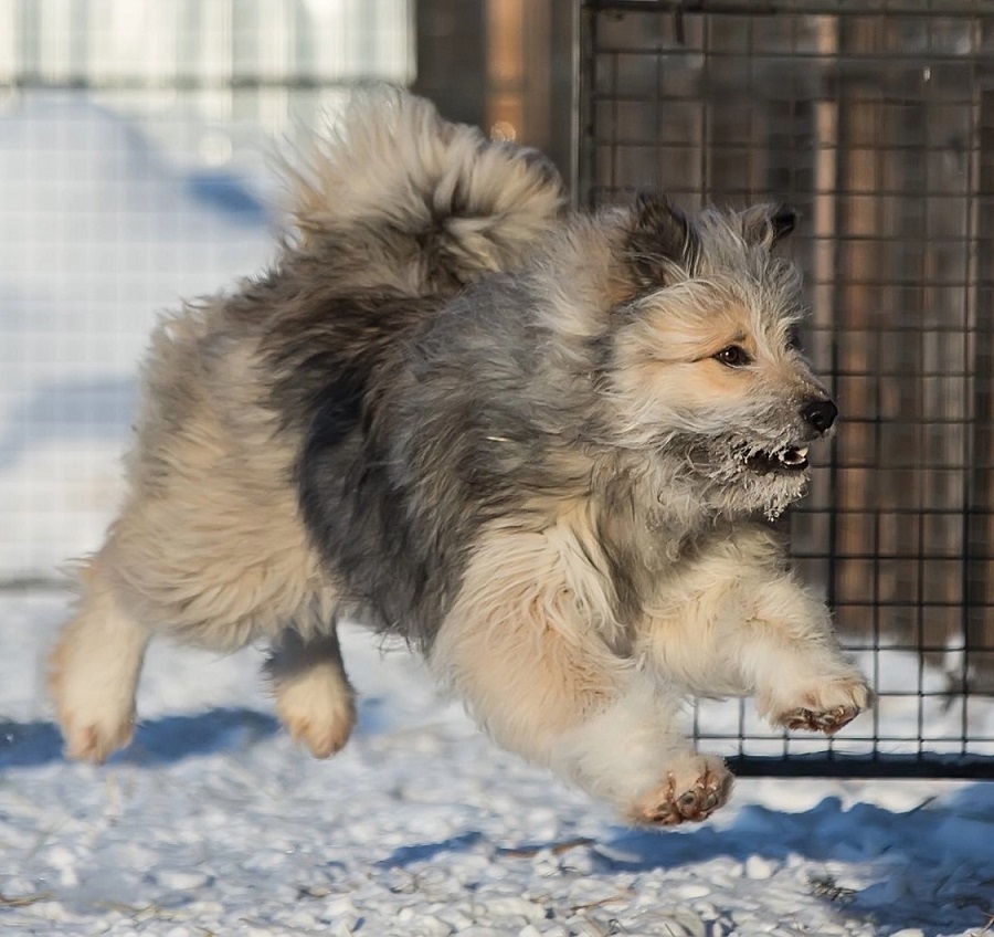 16. Volt the Dog (Yugra)