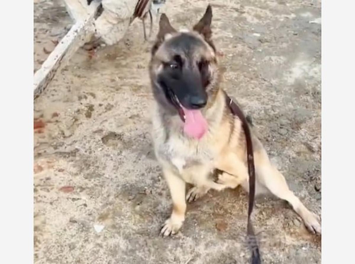 17. Barton the Belgian Shepherd (China)