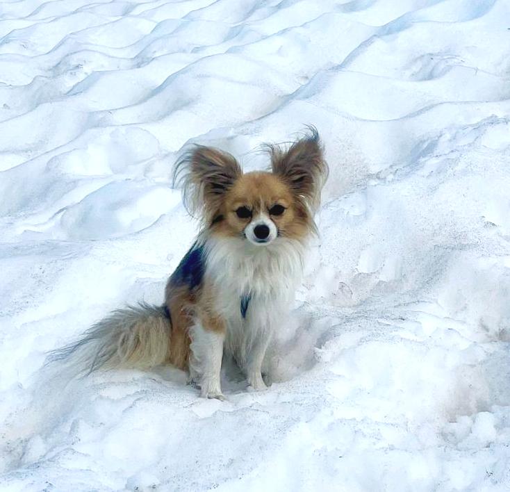 19. Lyap the Chiahuahua  (Switzerland)