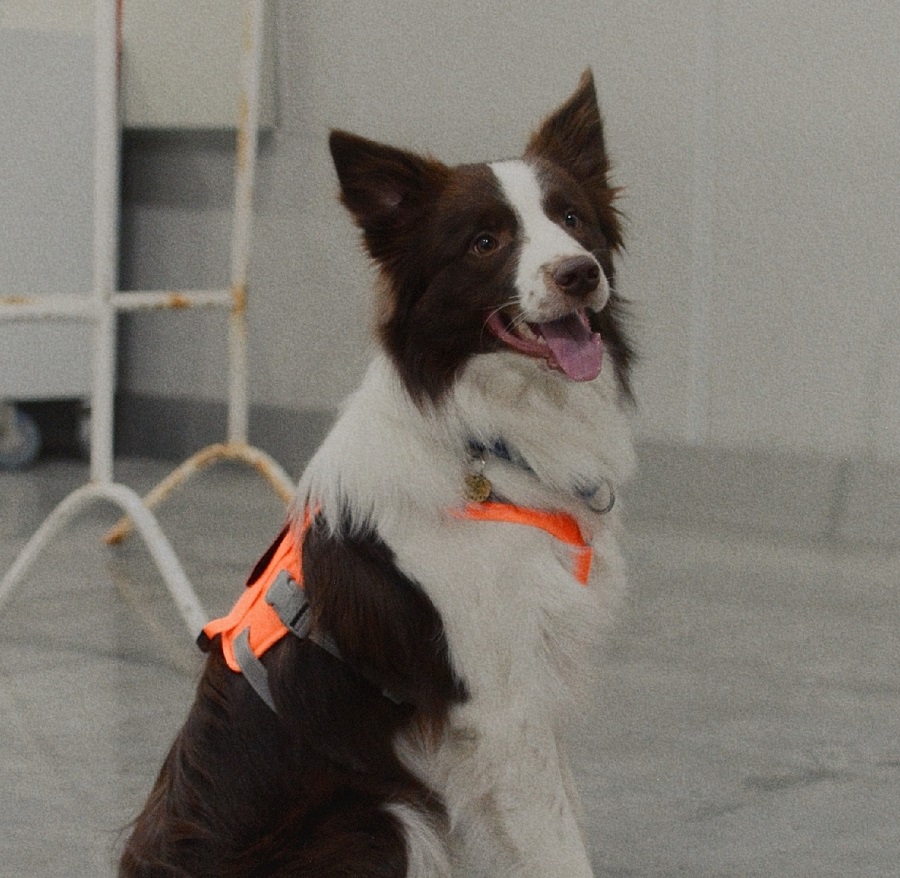 02. Coda the Border Collie (Moscow region)