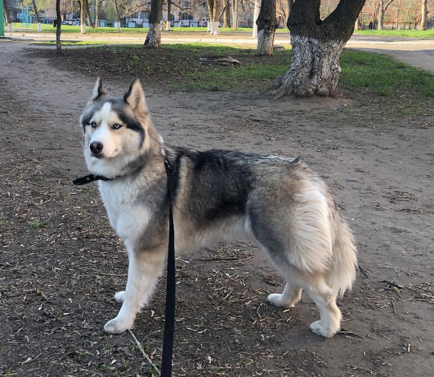 20. Pulya the Half - wolf husky (Rostov-on-Don)
