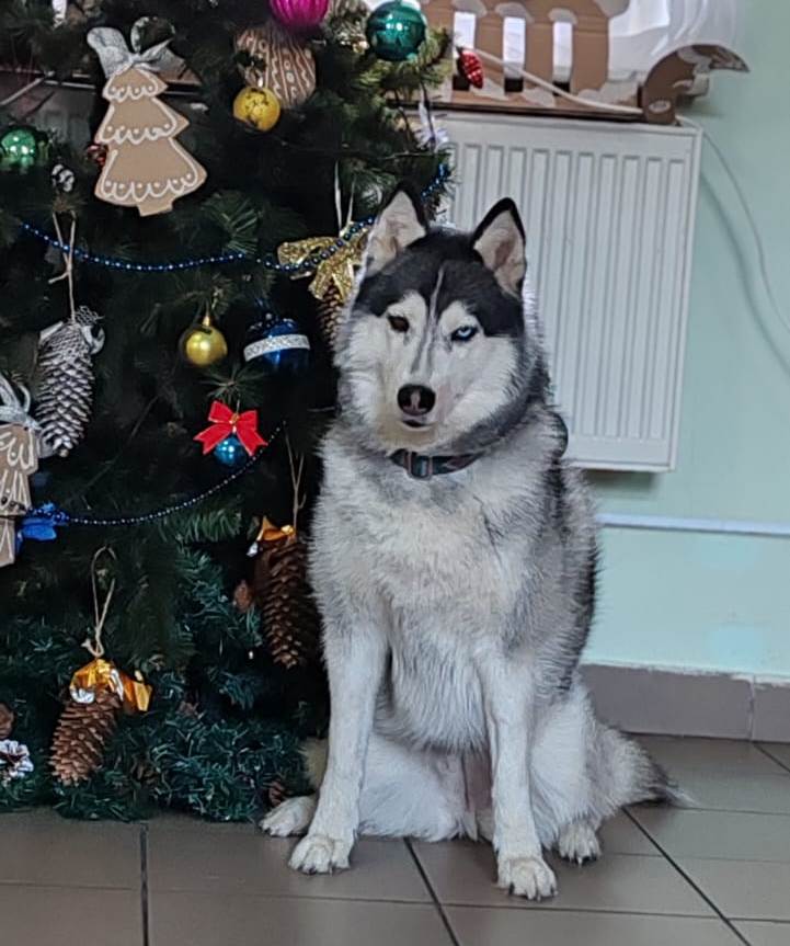 22. Ita the Northern Husky (Kaliningrad region)