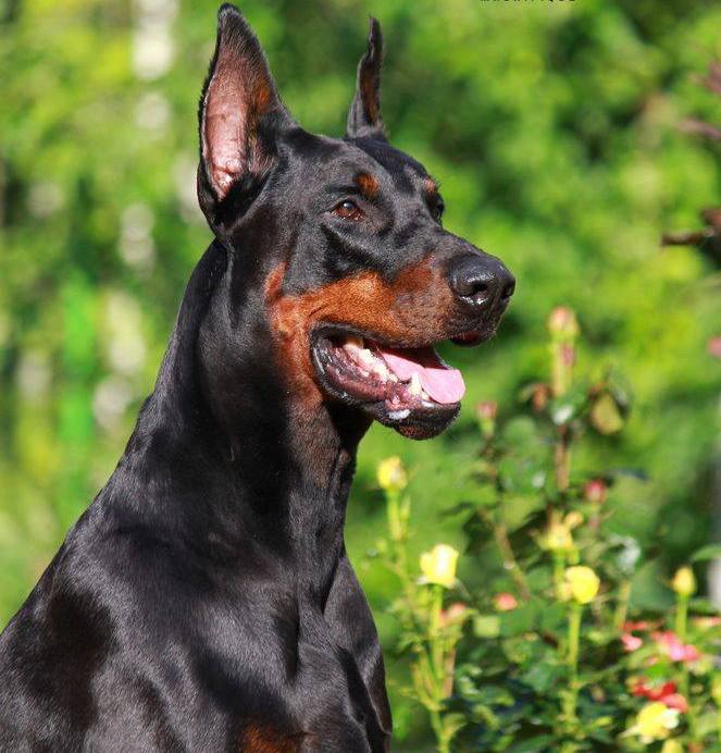24. Rainier the Doberman (Leningrad region)