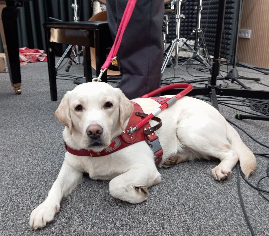 25. Snezhok the Labrador (Samara)