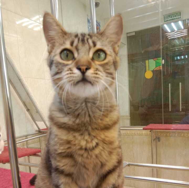 27. Vizha the Cat (Donetsk-Moscow)