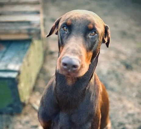 03. Zeus the Doberman(Irkutsk-Lugansk)