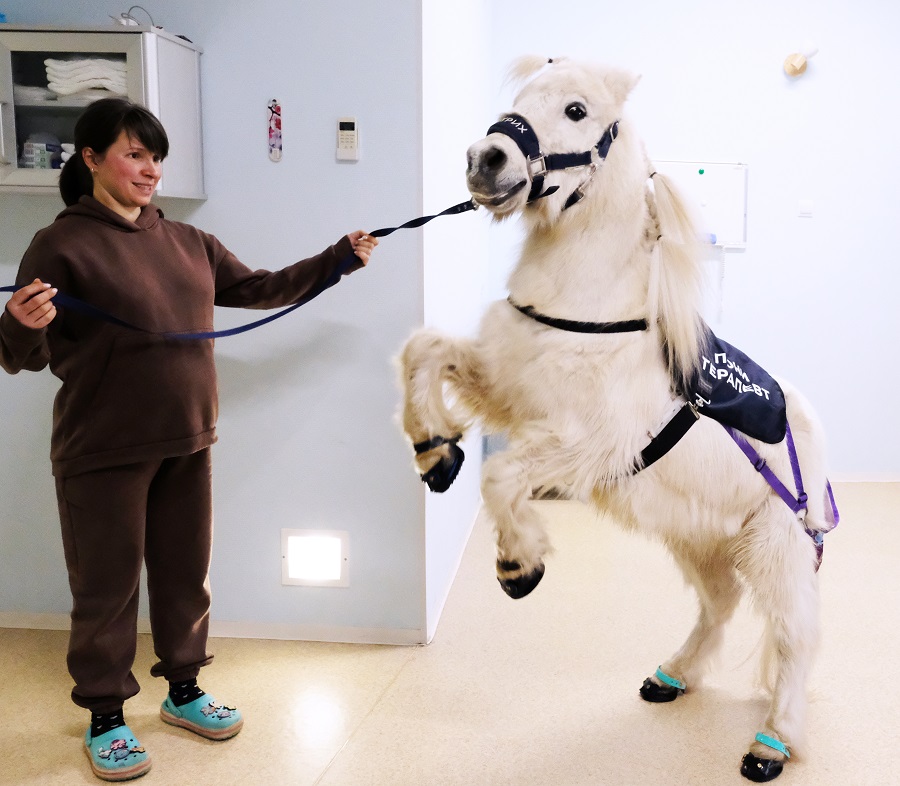 04. Dietrich the Pony (Moscow region)