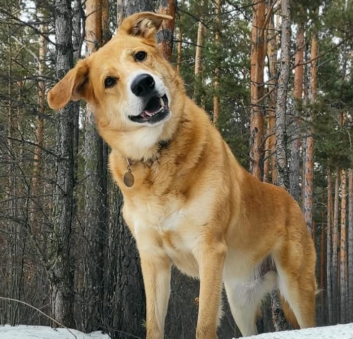 05. Happy the Dog (Krasnoyarsk)