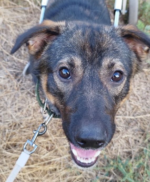 07. Butuz the Dog (Belgorod - Rostov-on-Don)