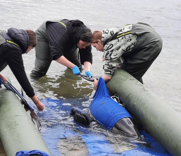 14. Veterinarians of the Delphi Dolphin Rescue Center (Anapa) 
