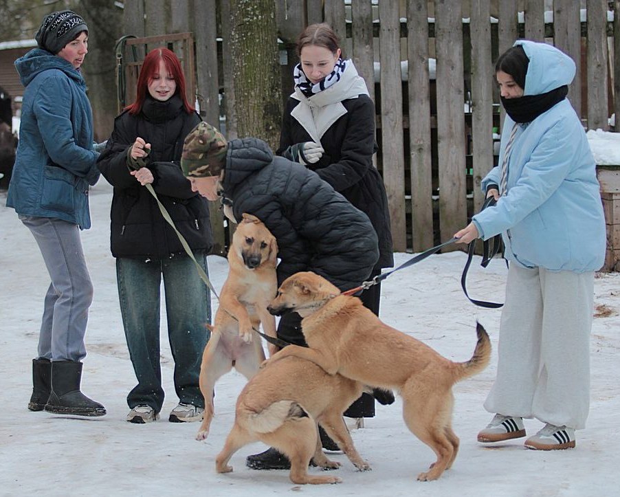 36. Nayda Homeless Animal Protection Center (Novgorod Region)