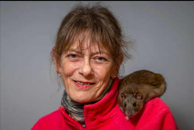 Домашняя крыса Рэтти (Великобритания)