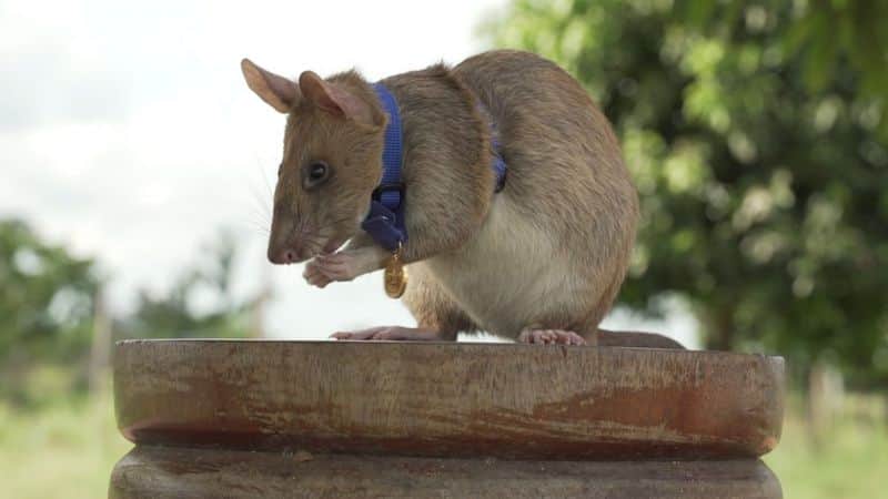 Сумчатая крыса Магава