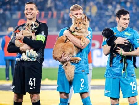 «Собакам лучше дома!» — социальная акция футбольного клуба «Зенит»