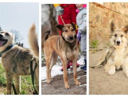 Больше 1500 кошек и собак нашли дом благодаря реабилитационному центру «Славянское»