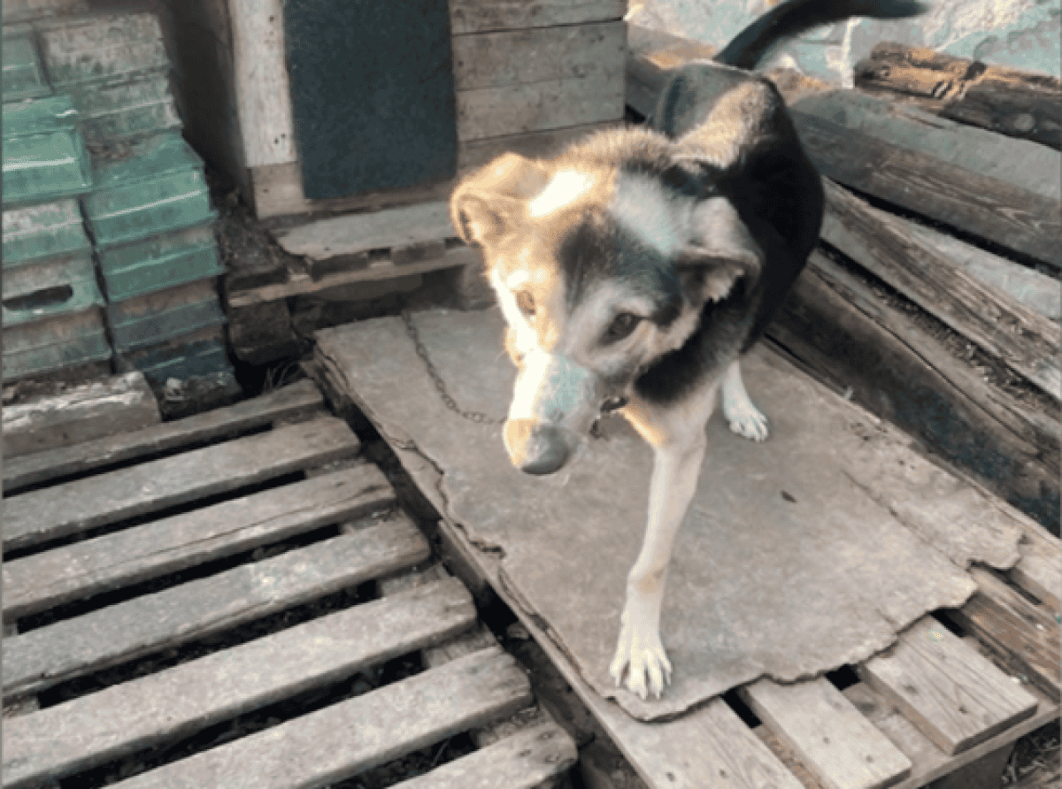 Волонтёры нашли новых хозяев собакам, которым заматывали морды скотчем