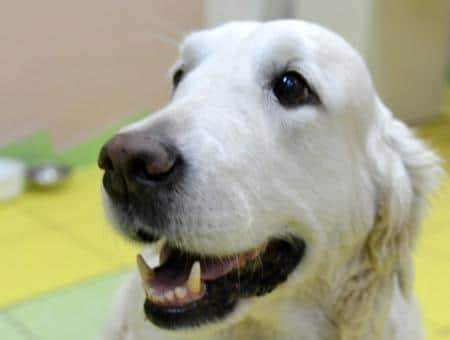 Щедрость собачьего сердца: в Новосибирске собаки помогают онкобольным детям