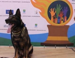 Призёр «Лохматого оскара» Волк-Меркурий получил премию «Собачья верность»