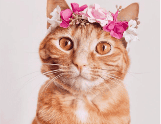 Кошка из приюта стала моделью и звездой Instagram