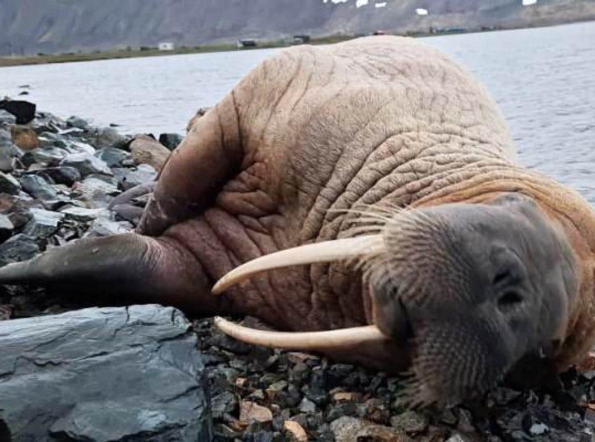 Жители поселка Провидения на Чукотке спасли моржиху, которая провела на суше почти сутки